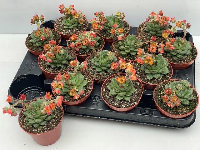 <h4>Echeveria overig</h4>