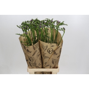 Freesia One Blue XXL