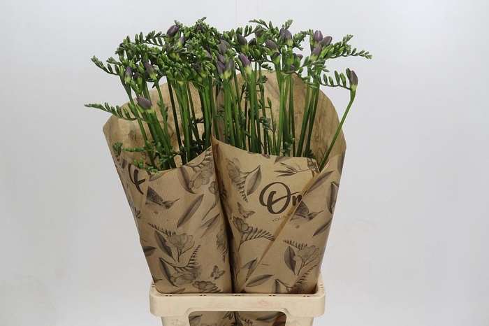 Freesia One Xxl Blue