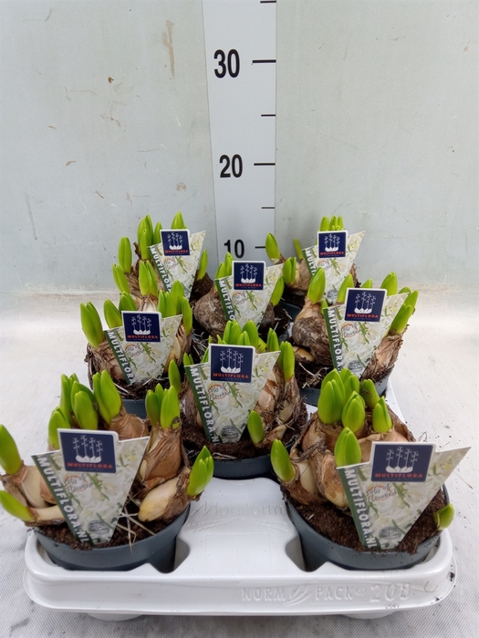 <h4>Hyacinthus orie. 'Multifl' ..</h4>