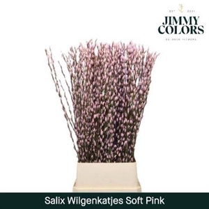 Salix Wilgenkatjes L Rose 120cm