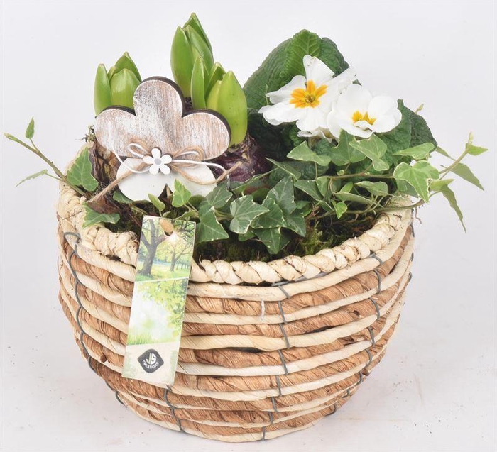 <h4>Mais mand 19cm</h4>