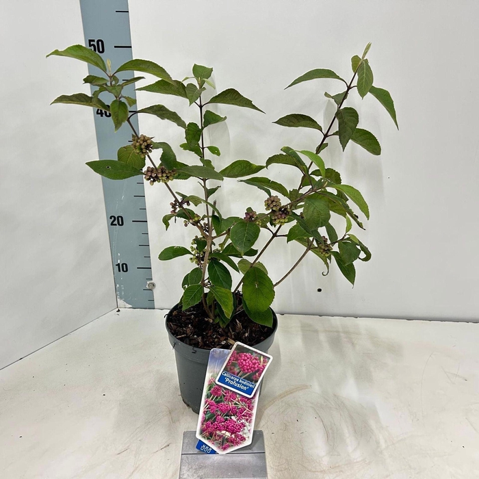 <h4>Callicarpa bodinieri Profusion</h4>