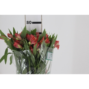 ALSTROEMERIA CORSICA 080 CM