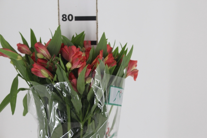 ALSTROEMERIA CORSICA 080 CM