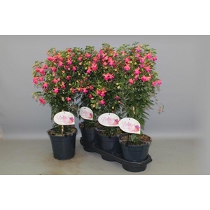 FUCHSIA OV