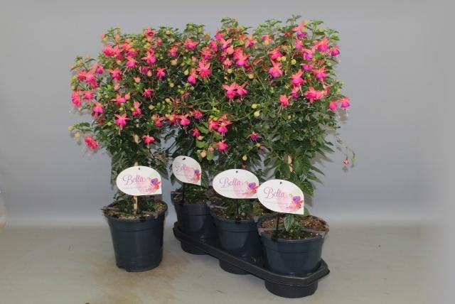 <h4>FUCHSIA OV</h4>