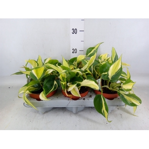 Philodendron scand.