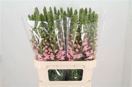 <h4>Antir Potomac Pink</h4>