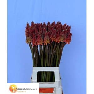 Kniphofia Alcazar Biemans