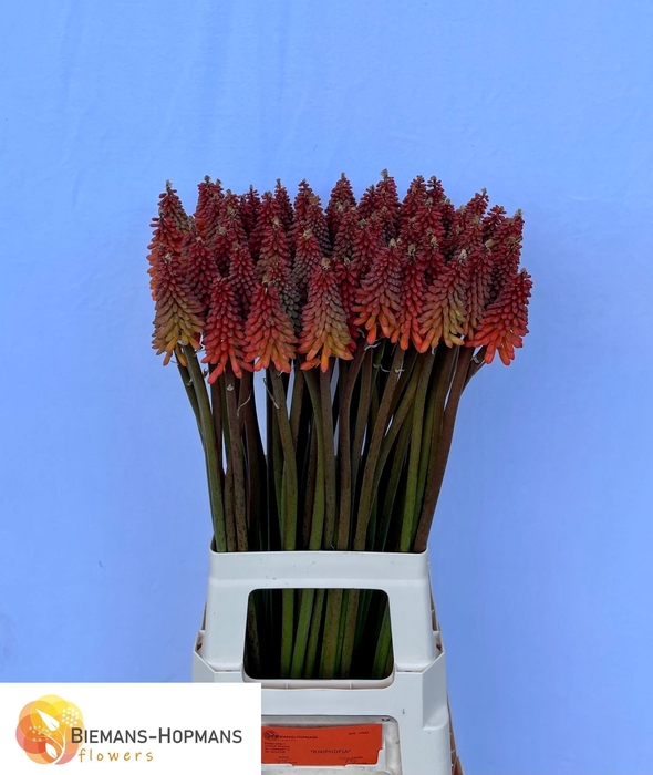 <h4>Kniphofia Alcazar Biemans</h4>