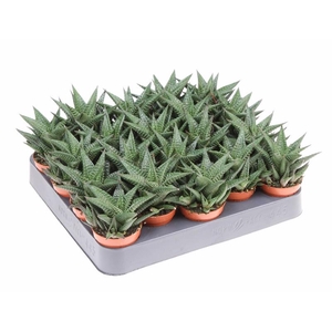 Haworthia Limifolia mini AL5022
