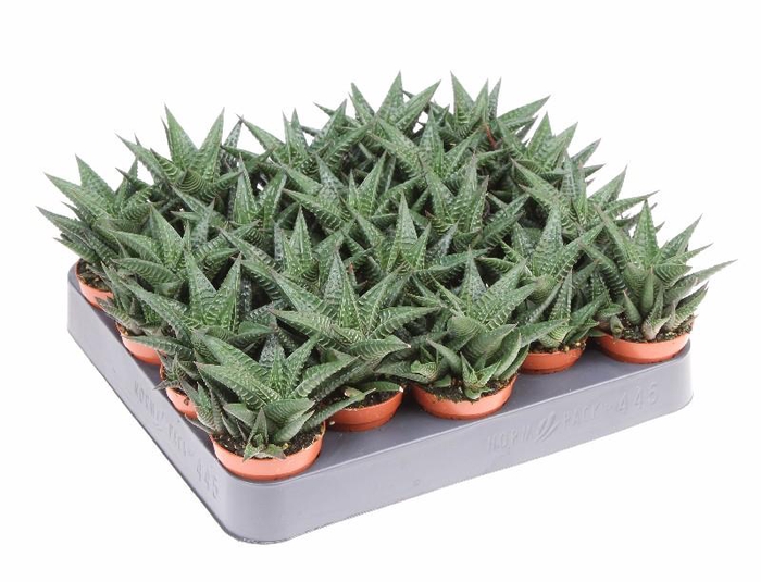 <h4>Haworthia Limifolia mini AL5022</h4>