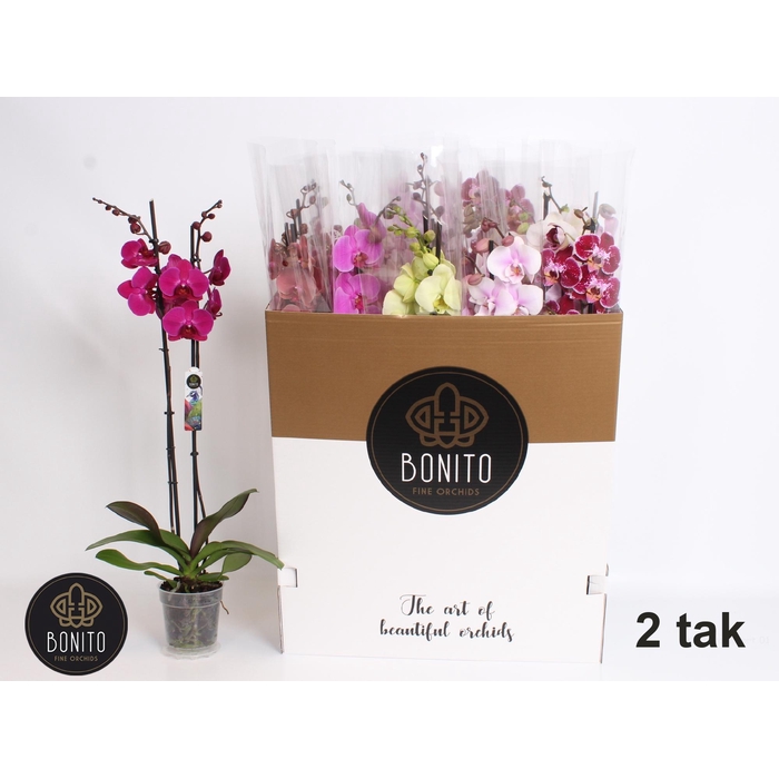 <h4>PHAL GEM 10 KL</h4>