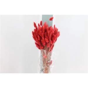 Dried Lagurus Bleached Cerise Bs