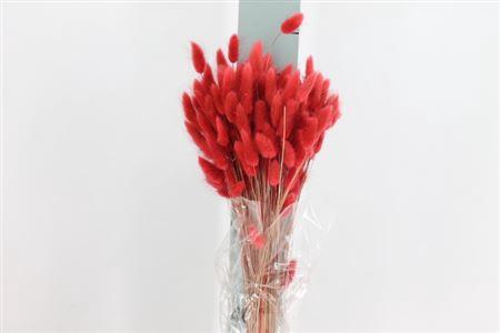 <h4>Dried Lagurus Bleached Cerise Bs</h4>