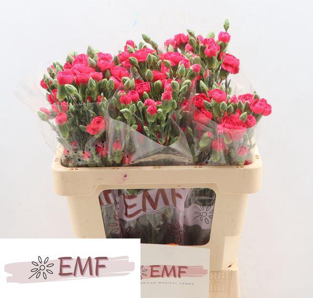 <h4>DI TR CHER BLOSSOM+</h4>