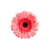 GERBERA PINK LAKE < 050 CM > 10 CM