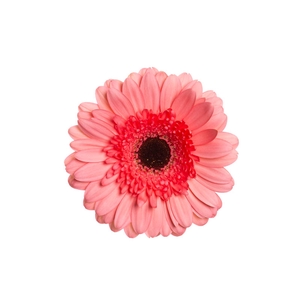 GERBERA PINK LAKE < 050 CM > 10 CM