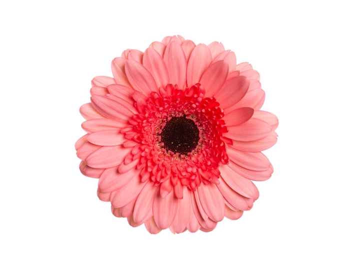 <h4>GERBERA PINK LAKE < 050 CM > 10 CM</h4>