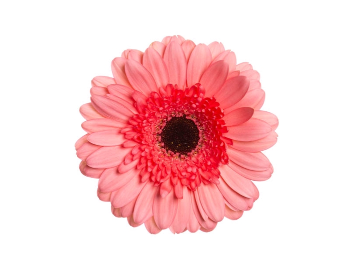 GERBERA PINK LAKE < 050 CM > 10 CM