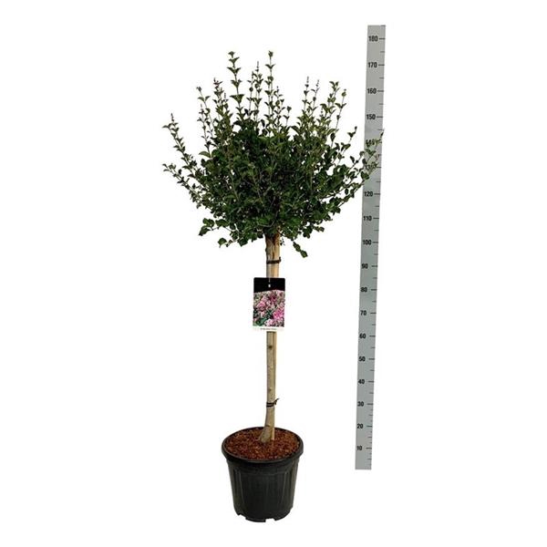 <h4>Syringa meyeri 'Palibin'</h4>