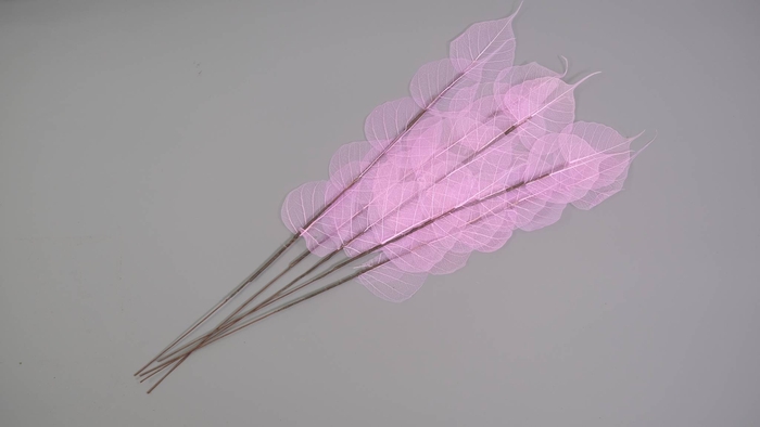Dried Bleached Ficus Stem Purple