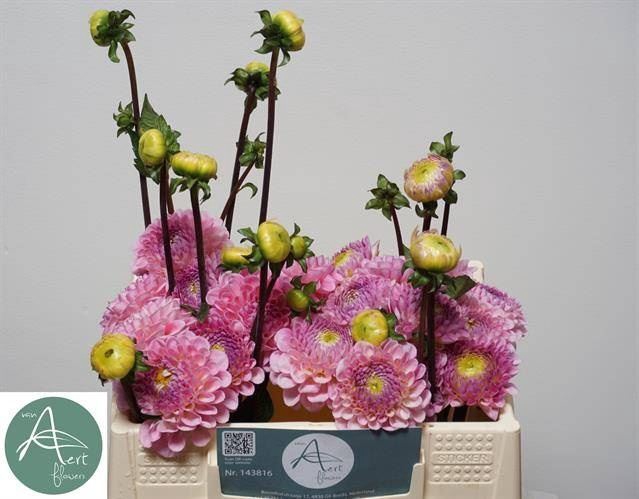 <h4>Dahlia Wizard of Oz</h4>