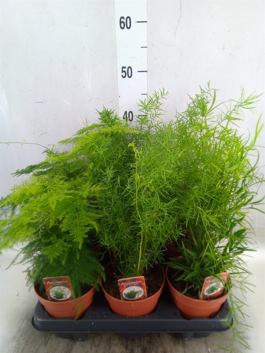 <h4>Asparagus   ...mix 3</h4>
