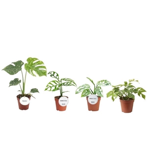 Monstera overig