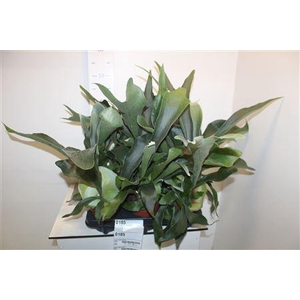 Platyc Bifurcatum