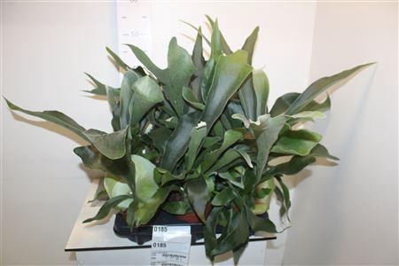 <h4>Platyc Bifurcatum</h4>