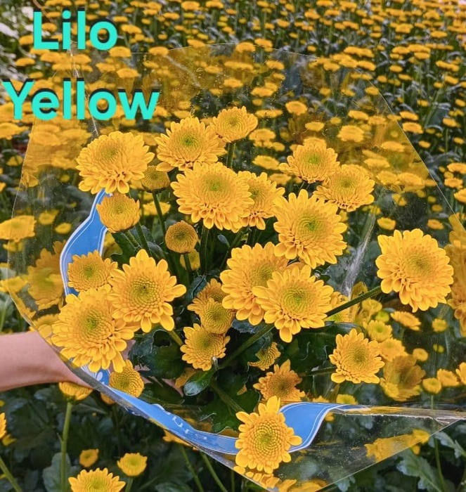 <h4>Chr Lilo Yellow</h4>