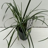 Grasses mix exclusive  P23 (5ltr)