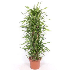 Dracaena Riki