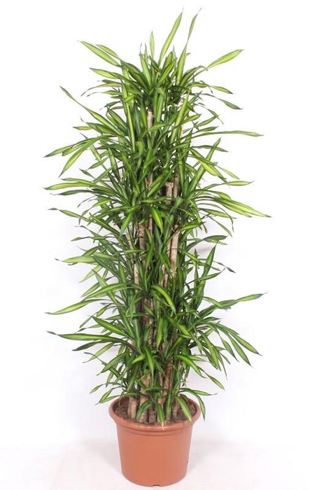 <h4>Dracaena Riki</h4>