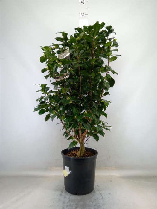 <h4>Camellia japonica</h4>
