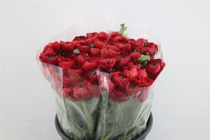 <h4>Ran Aazur Red</h4>