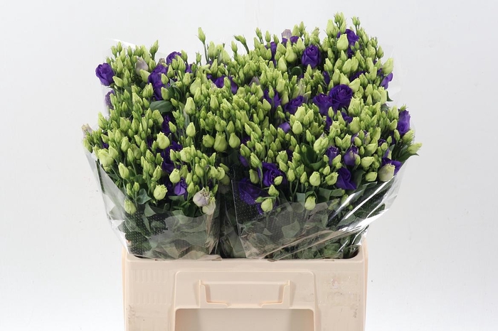 <h4>Eus G Rosi Blue</h4>