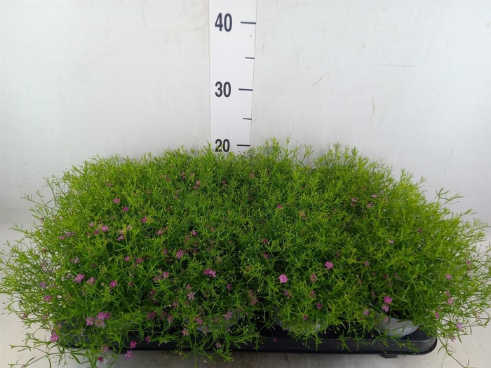 <h4>Gypsophila   ...</h4>