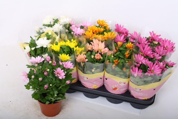 <h4>CHRYS GEM 6 KL</h4>