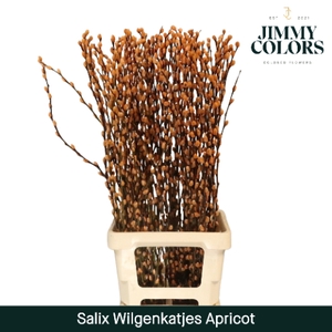 Salix Katjes L90 Klbh. Apricot