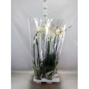 Phalaenopsis   ...white