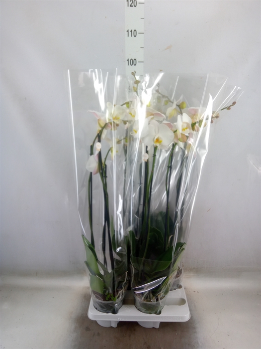 <h4>Phalaenopsis   ...white</h4>