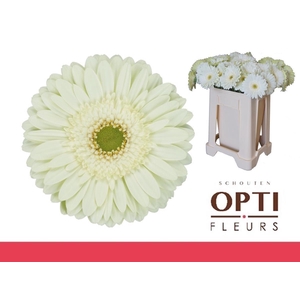 Gerbera Mint Water / Hoes