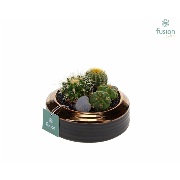 Schaal keramiek brons Small met Cactussen