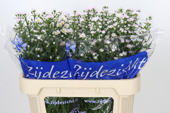 <h4>Aster Claudia</h4>