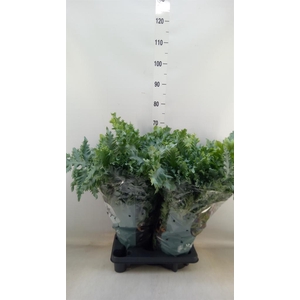 Phlebodium aureum 'Davana'