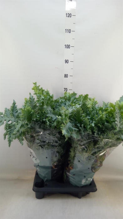 <h4>Phlebodium aureum 'Davana'</h4>