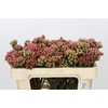 Kaaps Groen Red Brunia Small